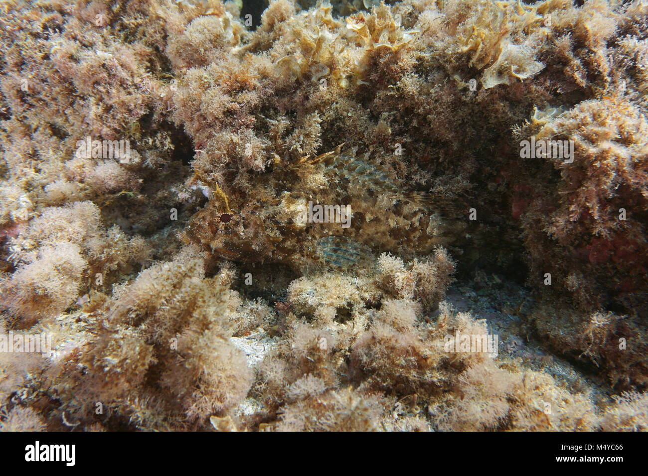 Pesce camuffamento di un nero Scorfani Scorpaena porcus nascosti nelle alghe, mare Mediterraneo, Costa Brava, Cap de Creus, Spagna Foto Stock