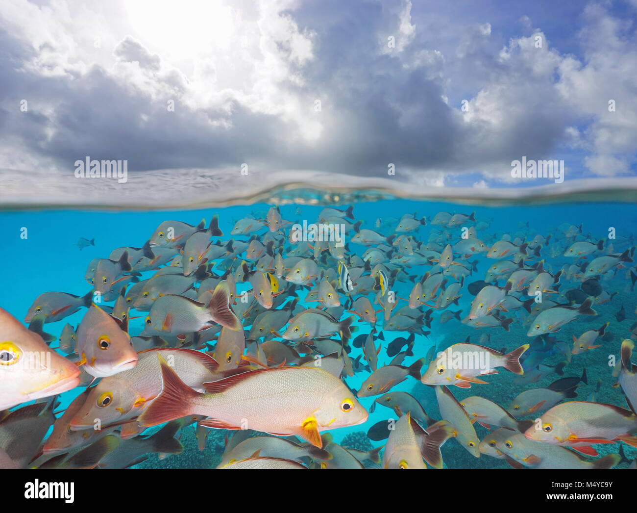 In banchi di pesci subacquei con nuvole nel cielo, la vista suddivisa al di sopra e al di sotto della superficie dell'acqua, Rangiroa, Tuamotus, oceano pacifico, Polinesia Francese Foto Stock