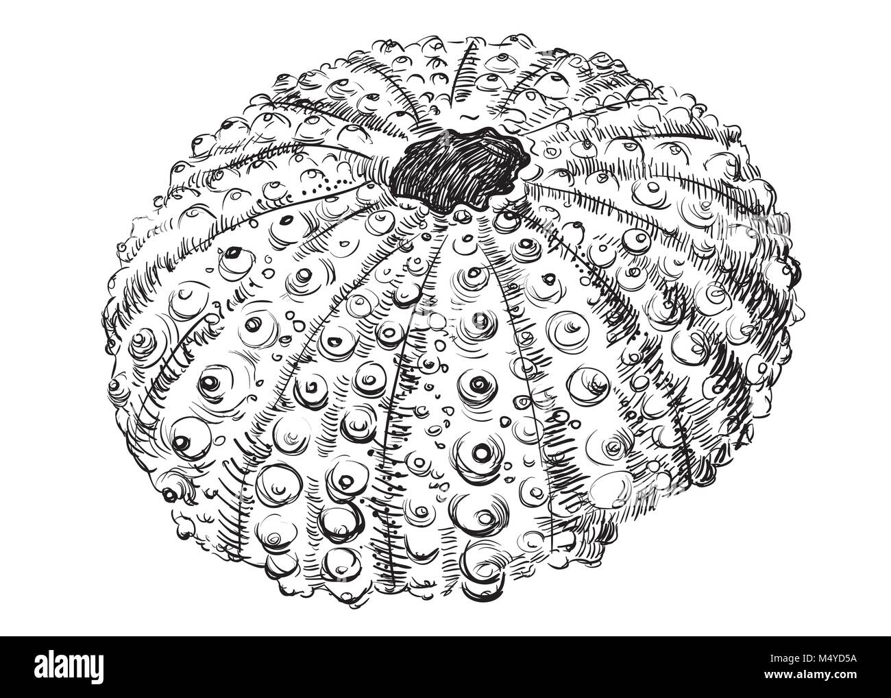 Disegno a mano seashell (Valve). Vettore illustrazione monocromatica di mollusco isolati su sfondo bianco. Illustrazione Vettoriale