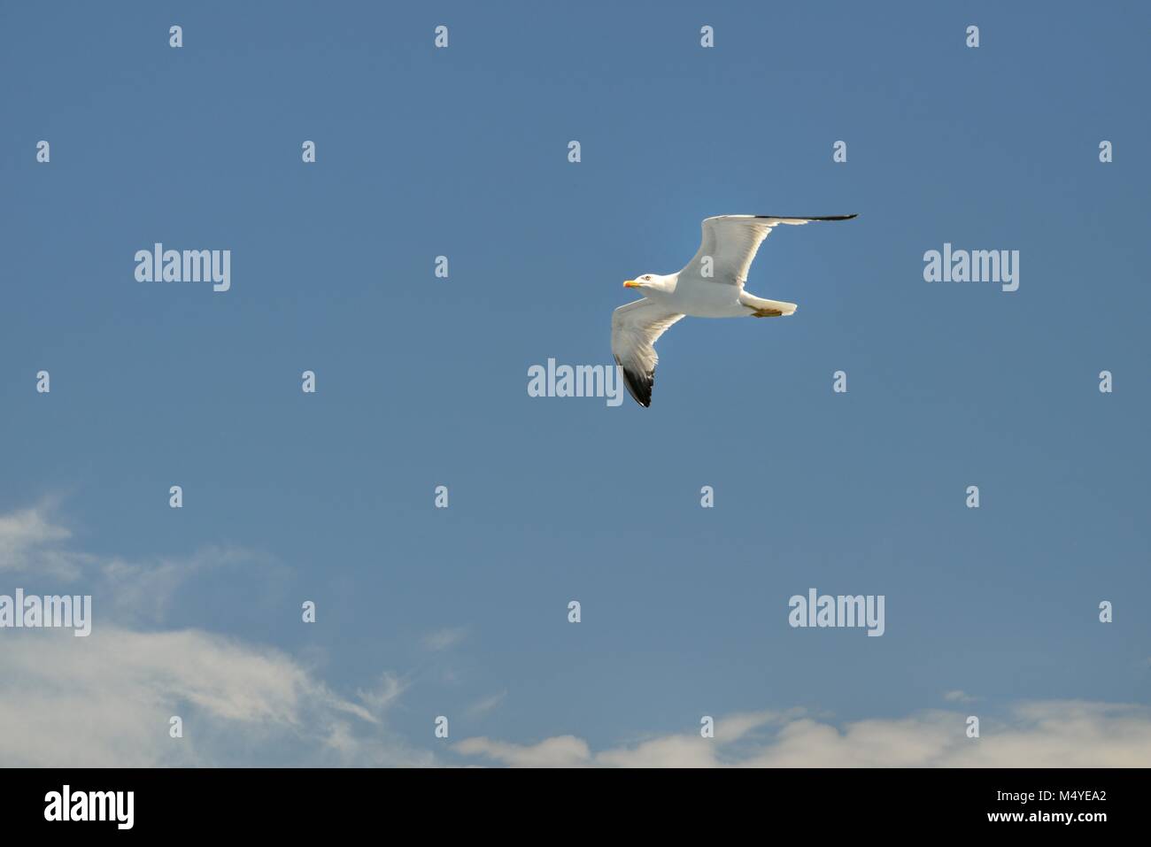 Zampe gialle Gull Gabbiano in volo (Larus michahellis) Isola d'Elba italia Foto Stock