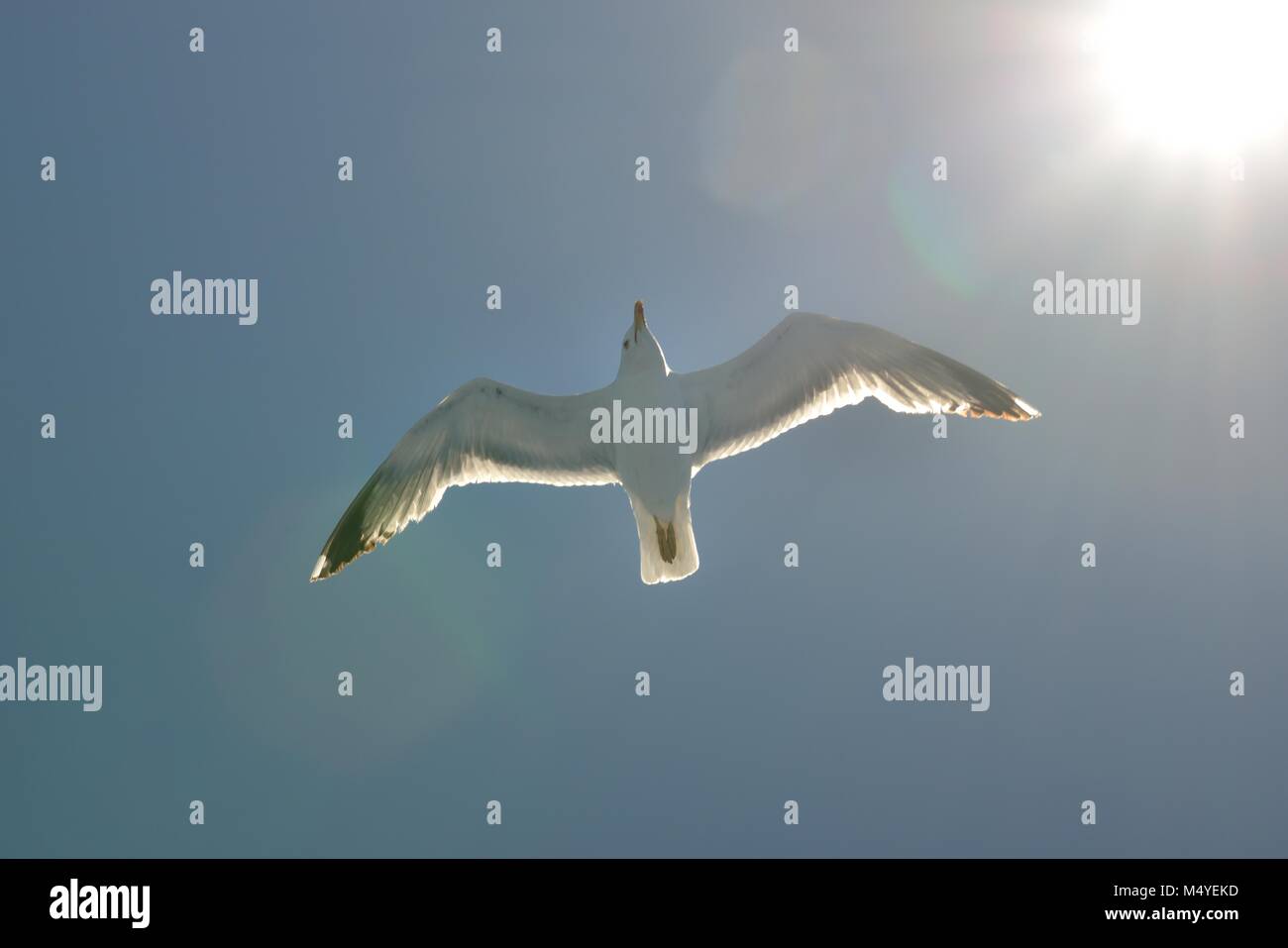 Zampe gialle Gull Gabbiano in volo (Larus michahellis) Isola d'Elba italia Foto Stock