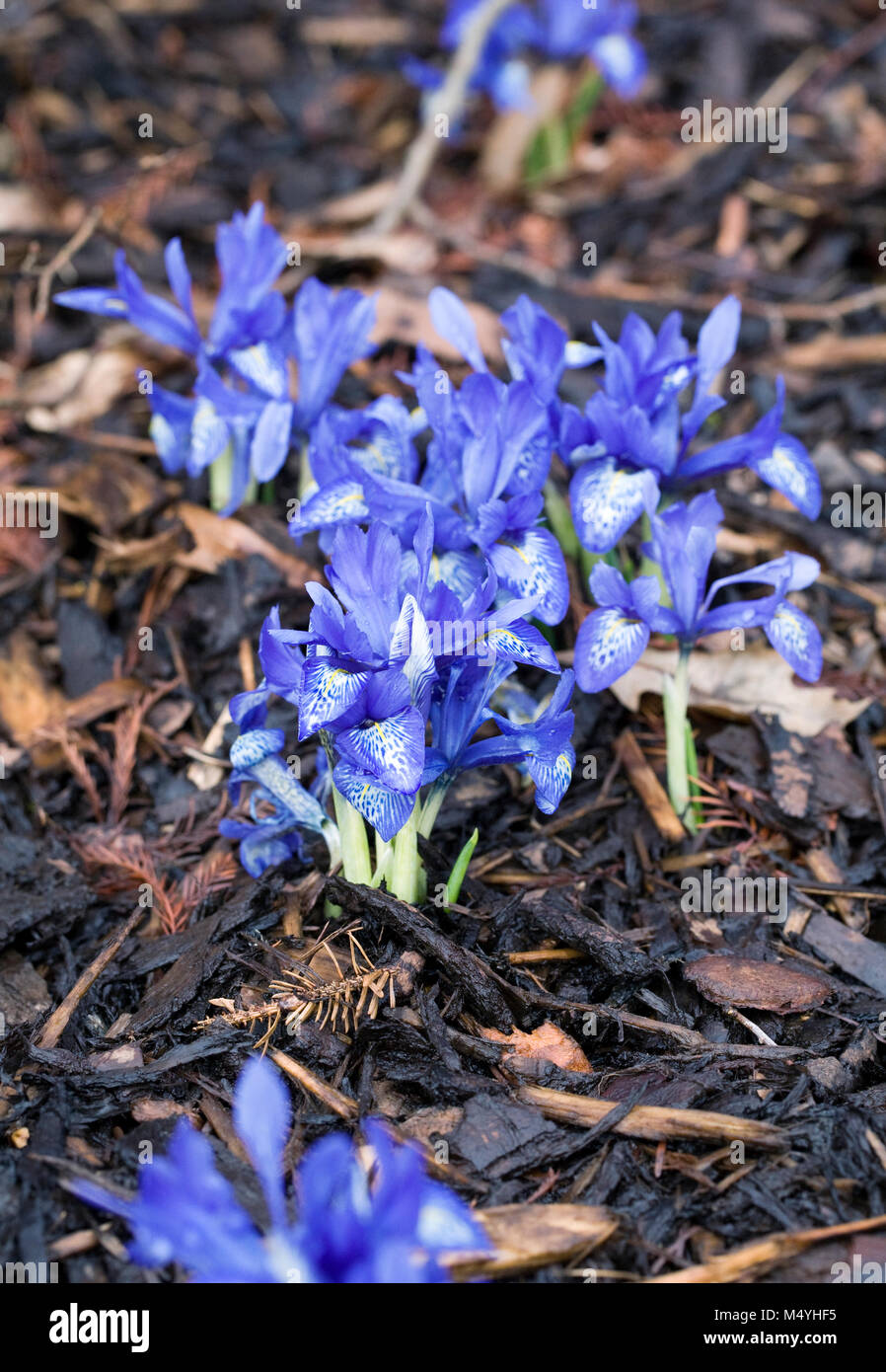 Iris histrioides 'Lady Beatrix Stanley' Fiori. Foto Stock