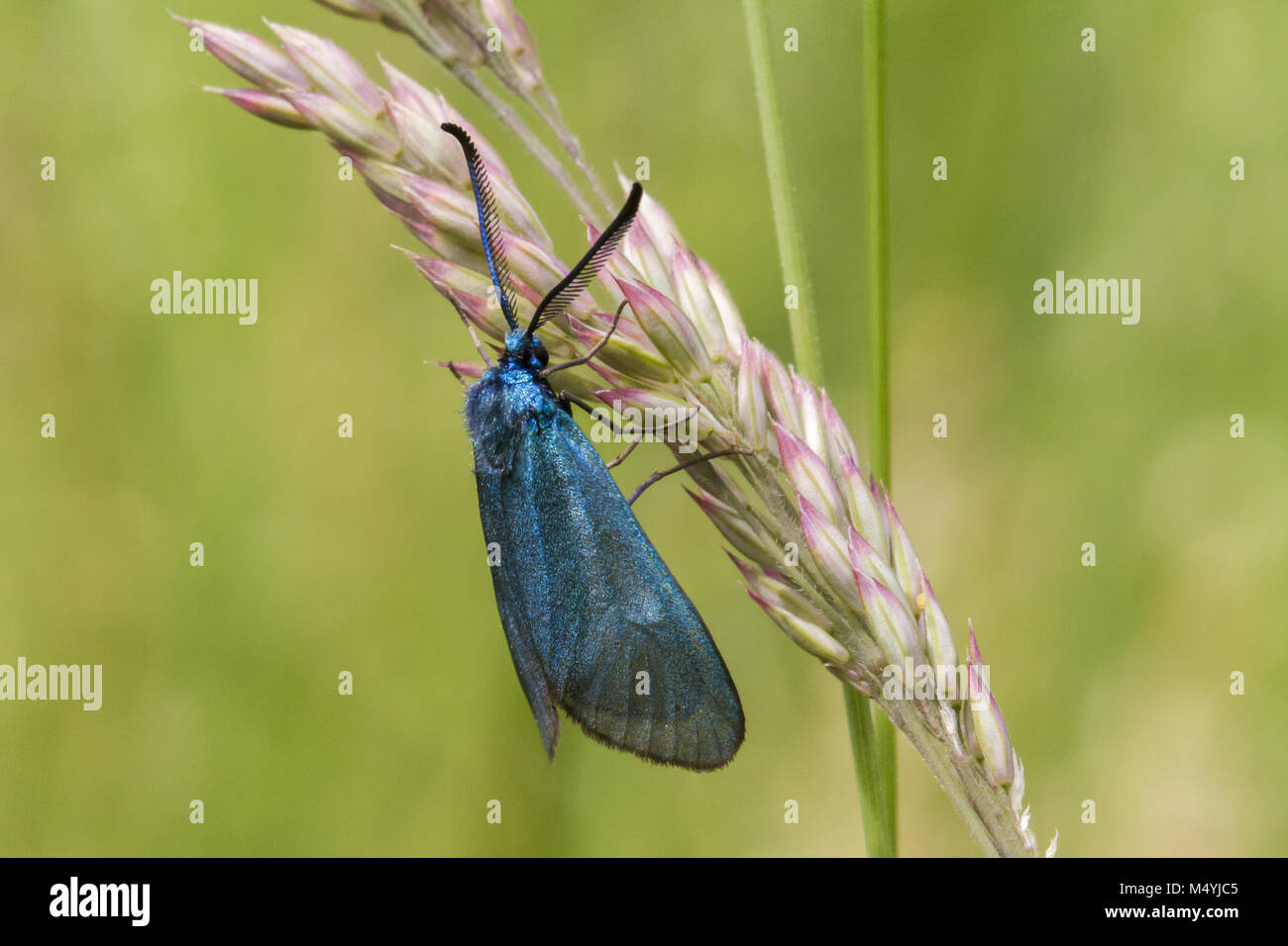 Forester verde (Adscita statices) Foto Stock