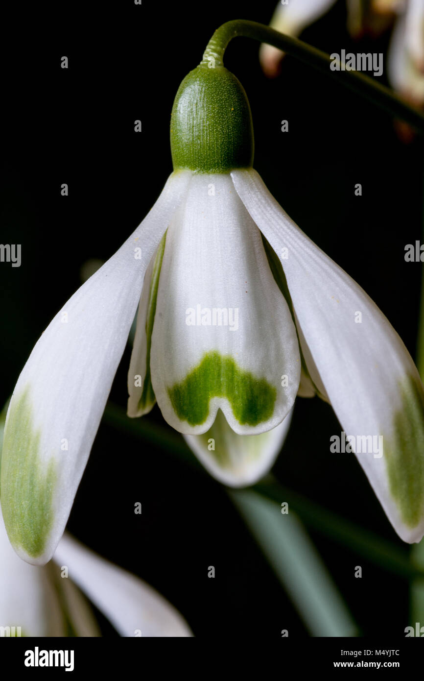 Close up di un singolo fiore di Galanthus scharlockii con uno sfondo scuro Foto Stock