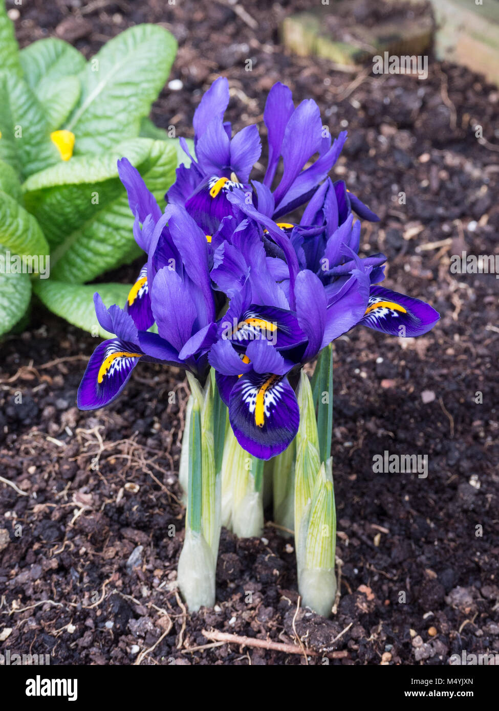 In prossimità di un piccolo agglomerato di Iris reticulata Pixie Foto Stock