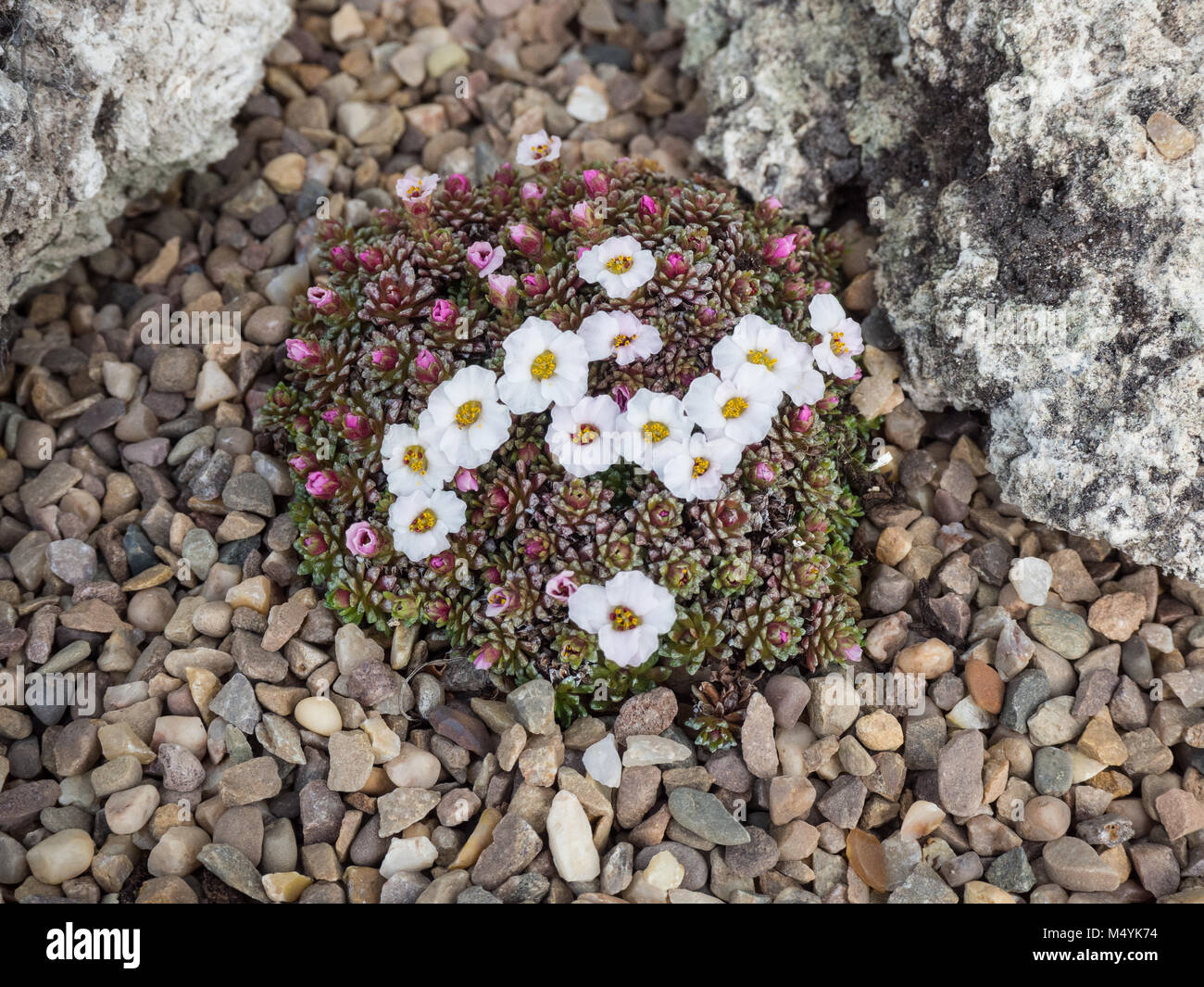 Saxifraga Tysoe Rosa crescente perfezione in ghiaia contro una roccia di tufo Foto Stock