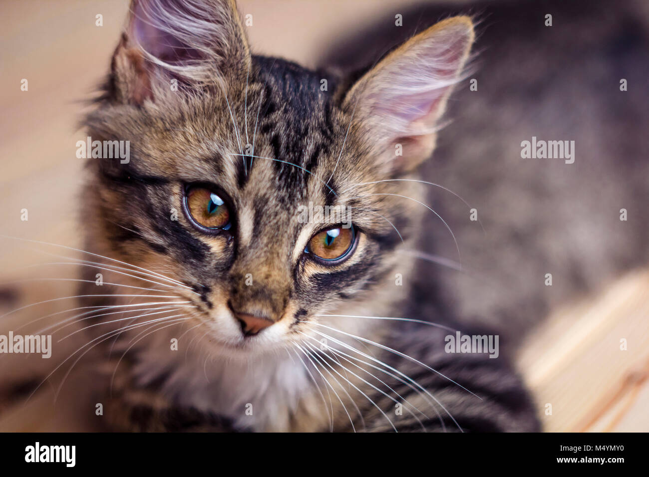 Un gattino grigio. Foto Stock