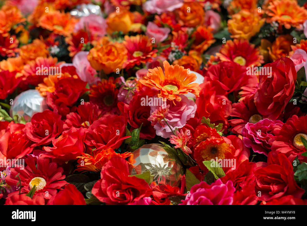Zinnias - un array di grandi dimensioni Foto Stock