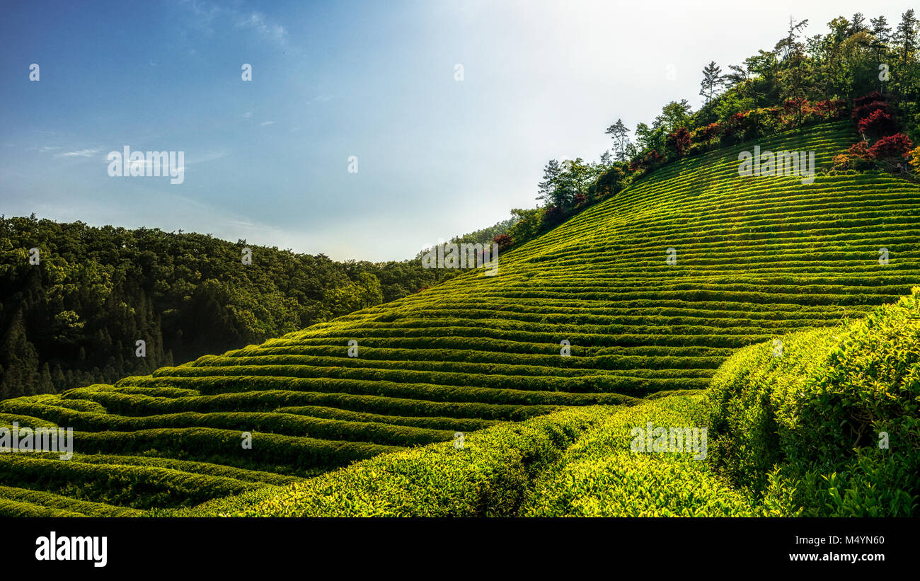 Boseong tè verde farm Foto Stock