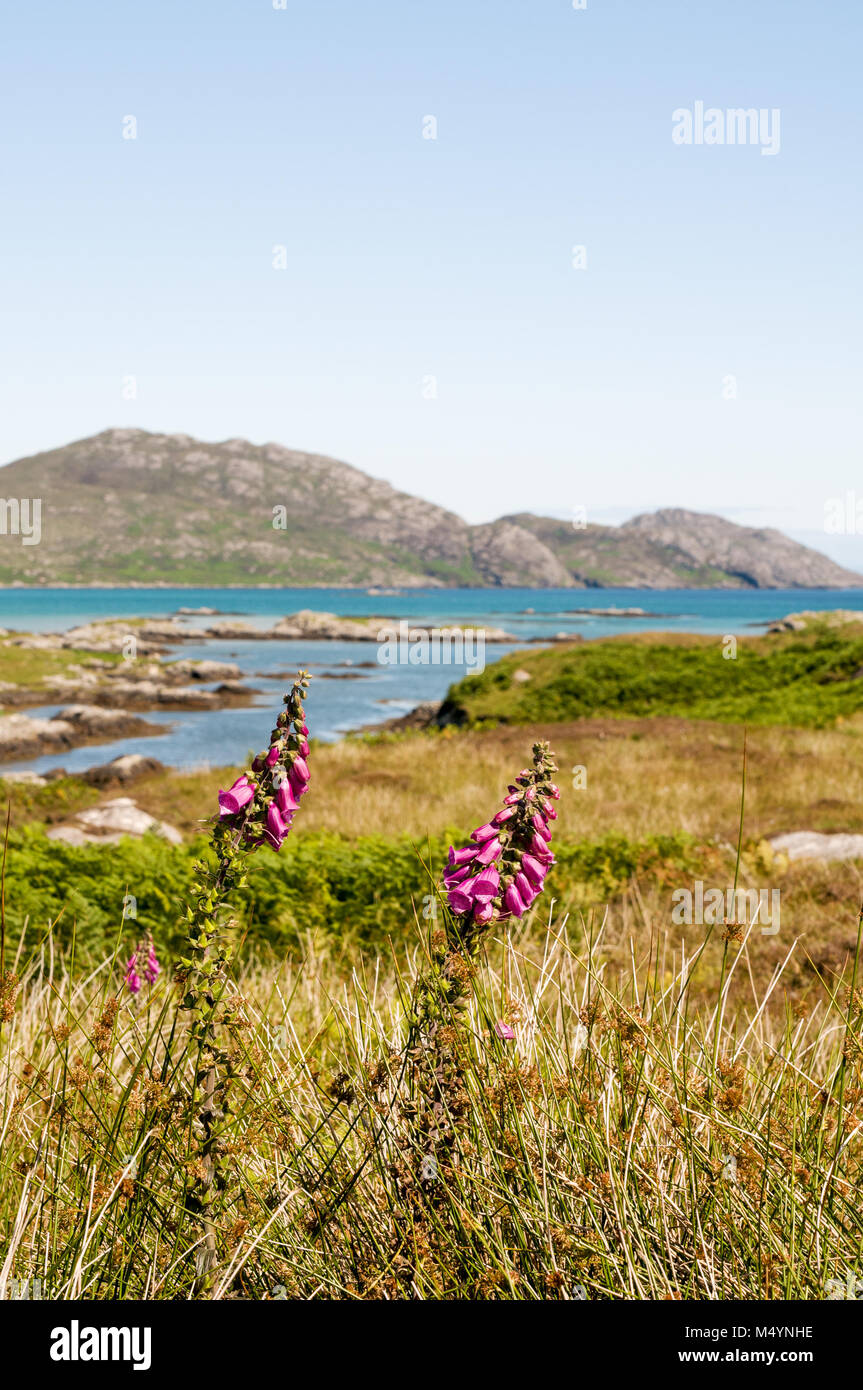 Vista di sud Glendale colline attraverso le praterie e con foxglove fiori sull'Isola di South Uist, Ebridi Esterne, Scotland, Regno Unito Foto Stock