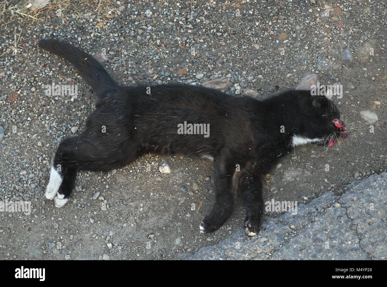 Gatto morto che giace a lato della strada Foto Stock