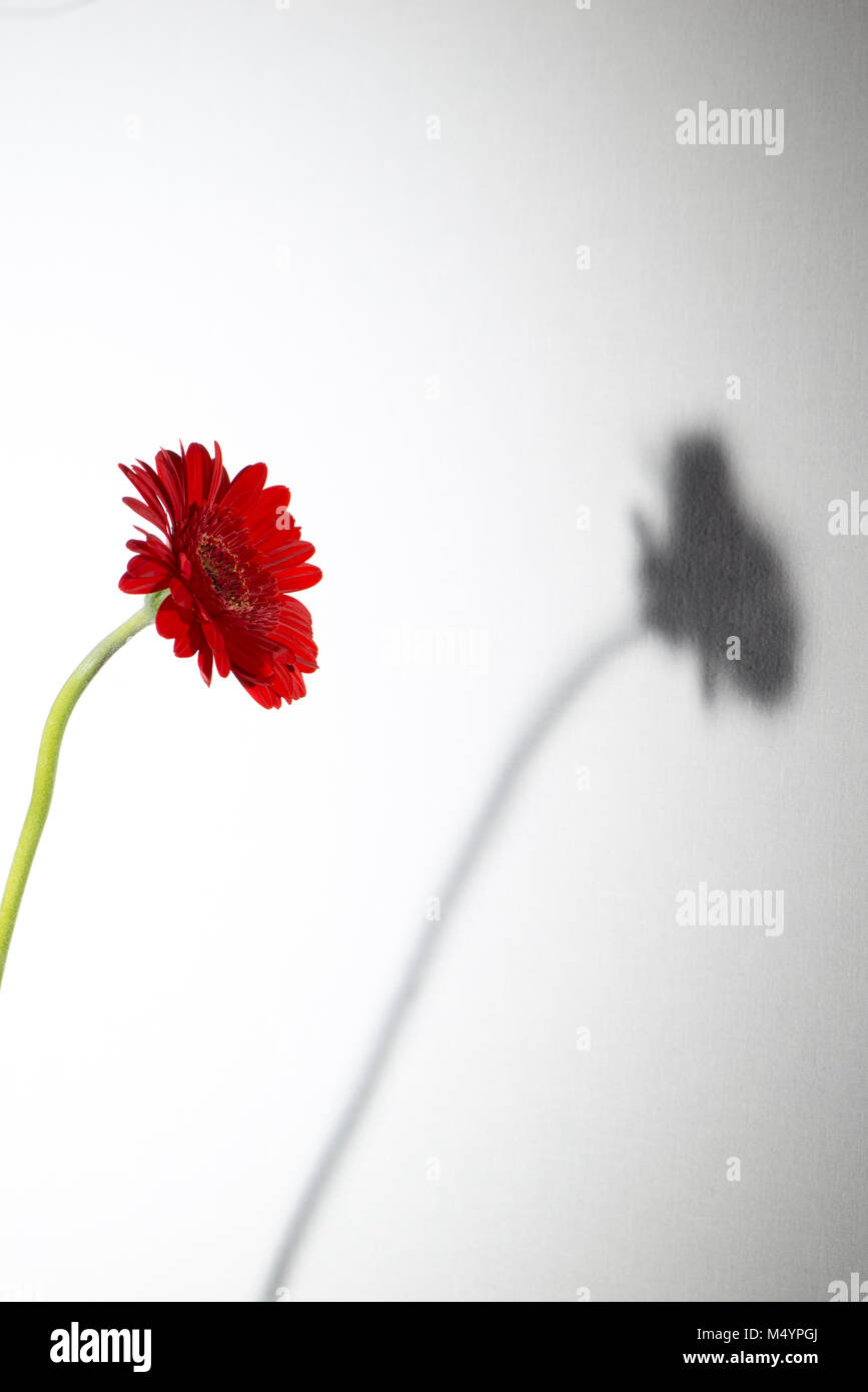 Ancora la vita di un fiore di Gerbera Foto Stock