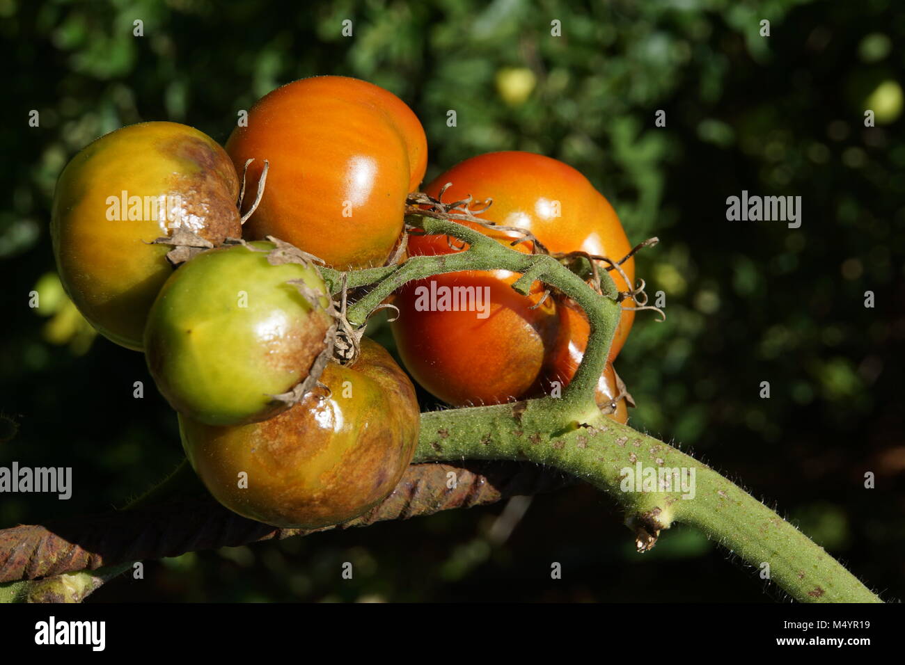 Il pomodoro late blight (Phytophthora infestans) Foto Stock
