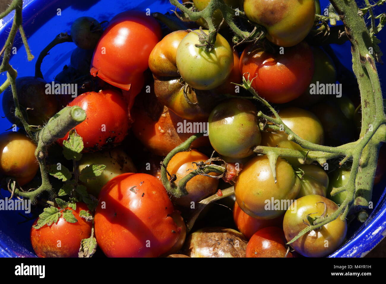 Il pomodoro late blight (Phytophthora infestans) Foto Stock