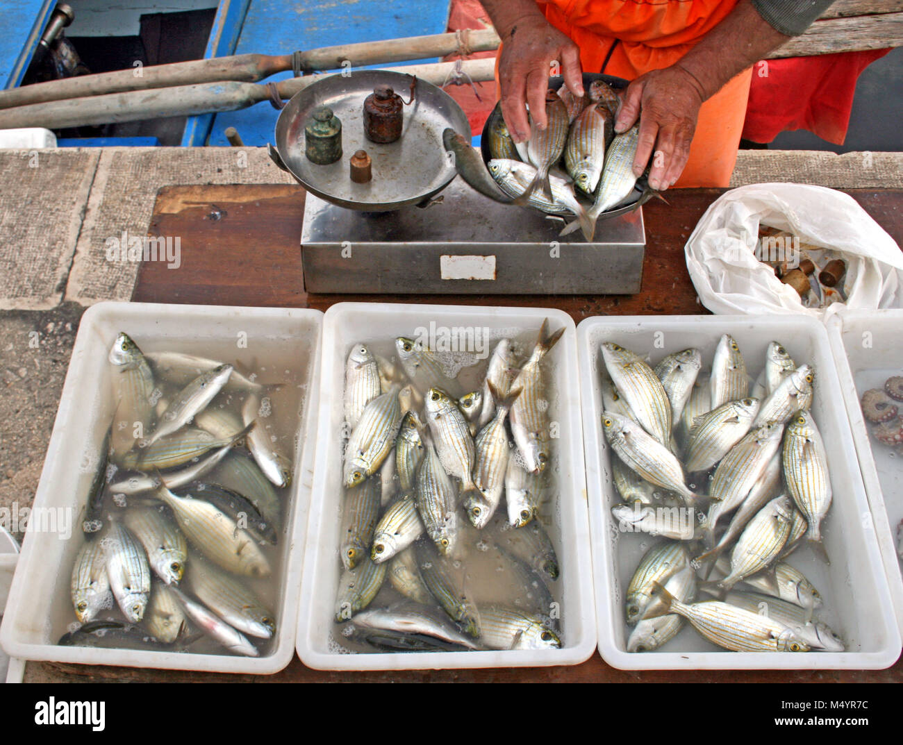 I pescatori locali vendono Sarpa salpa, noto comunemente come dreamfish, salpe, salpe porgy, mucca orate o goldline vicino al mare sul lungomare di Bari con Foto Stock