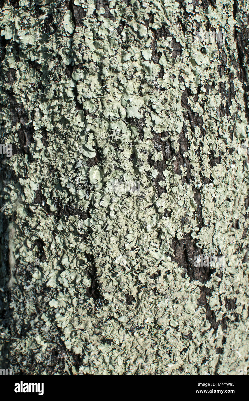 Corteccia di albero con moss Foto Stock