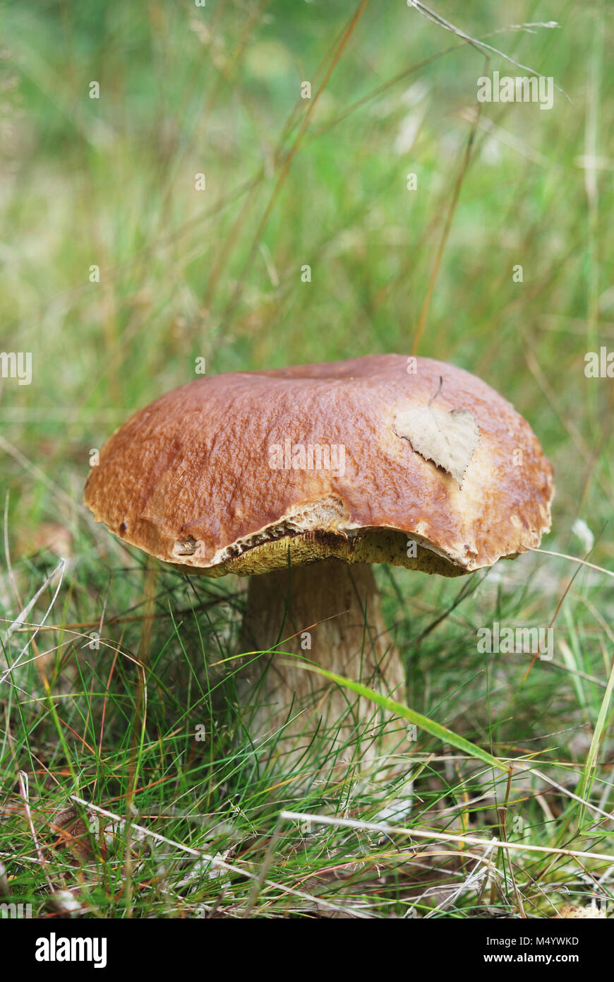 Molto bella cep in ambiente naturale Foto Stock