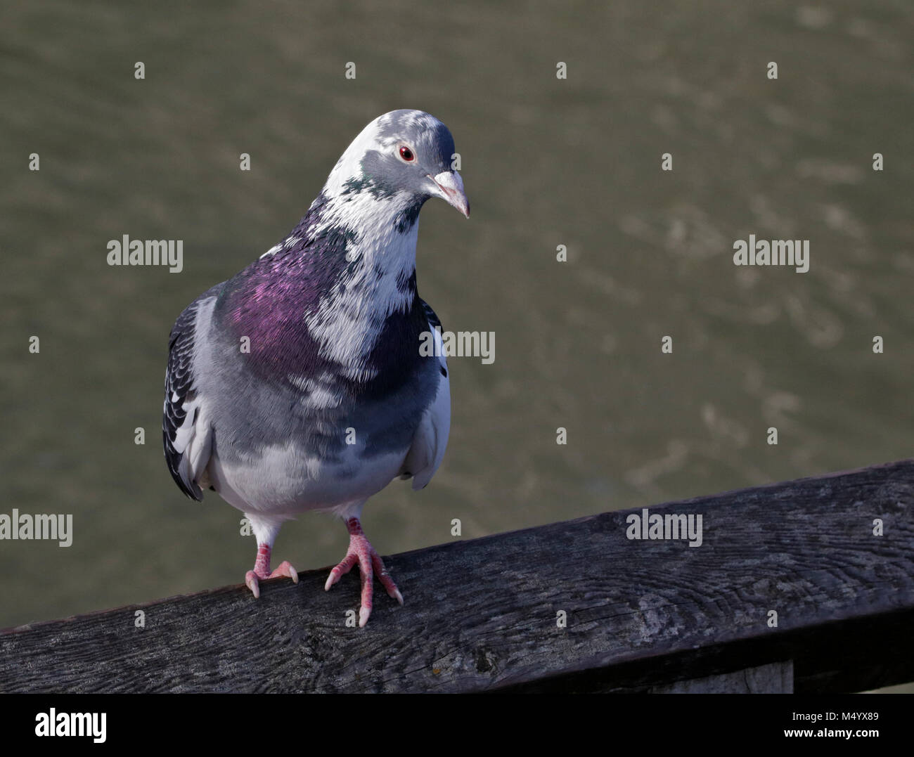 Piccioni selvatici (Columba livia), Regno Unito Foto Stock