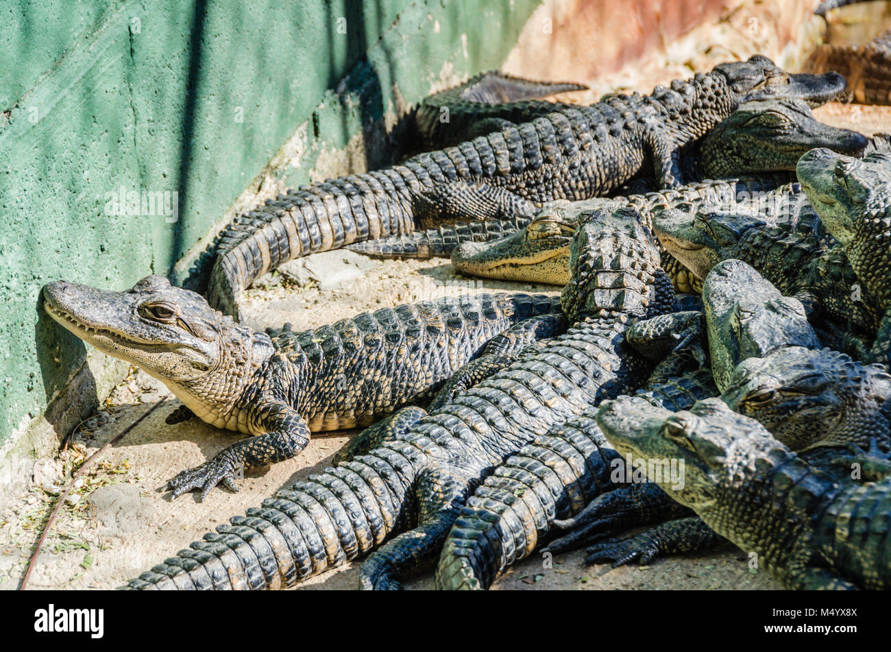 Gruppo di alligatori a Everglades Alligator Farm nel sud della Florida. Foto Stock