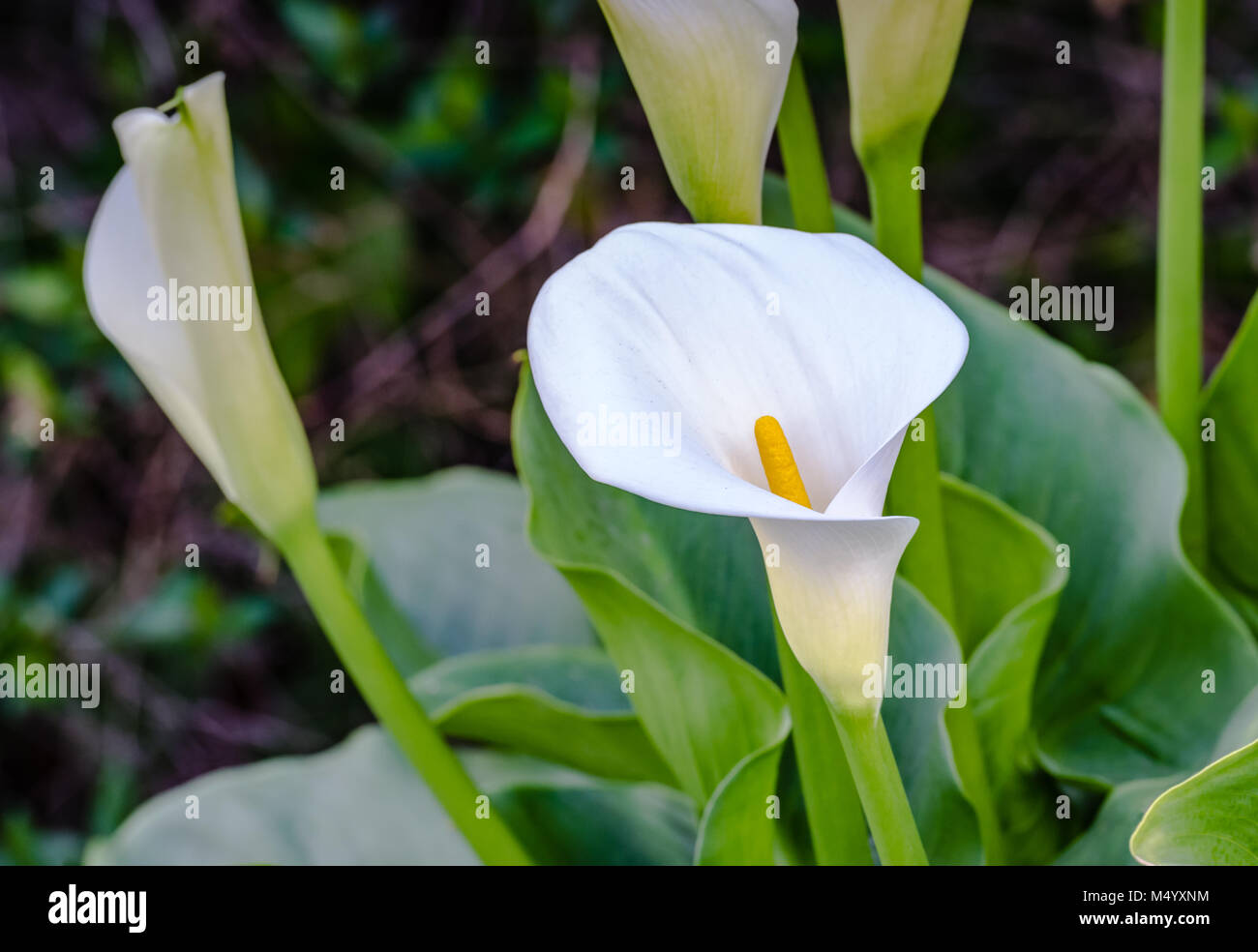 White Calla Lily (Arum-lily) fiorisce in un Orange County, California giardino. Foto Stock