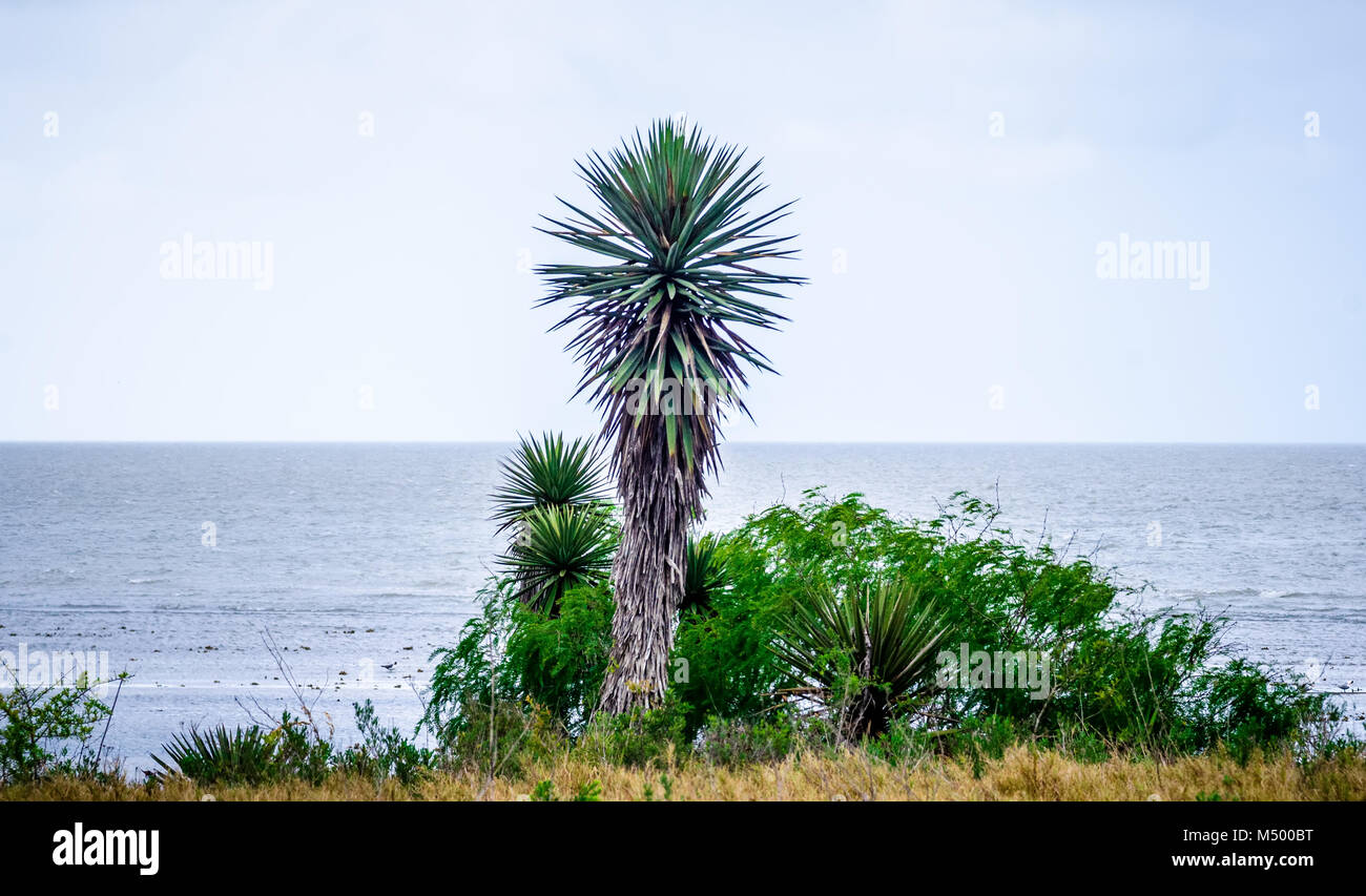 South Padre Island natura in Texas Foto Stock