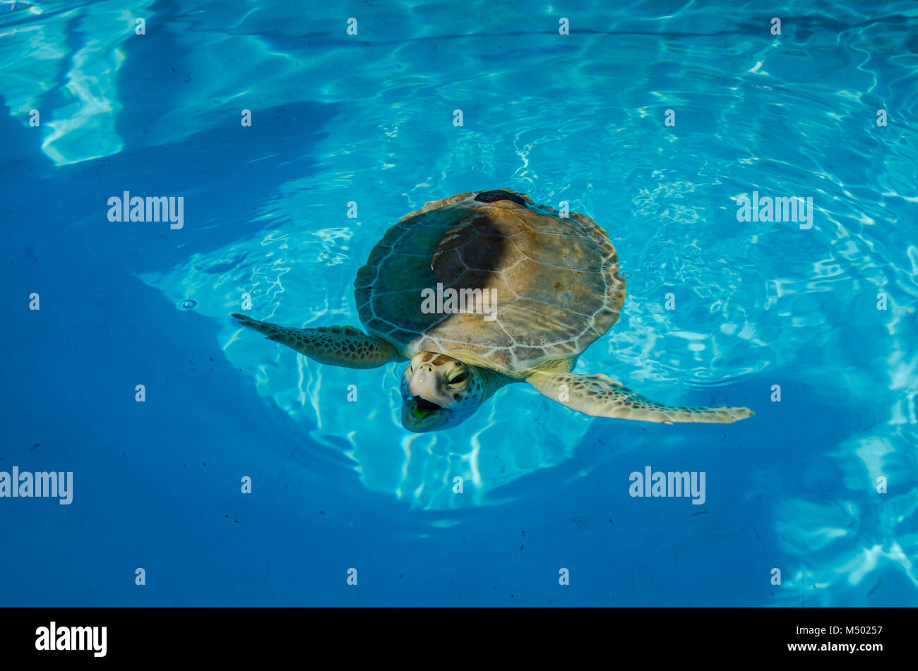 Per la riabilitazione di tartarughe di mare sorrisi a visitatori per la tartaruga ospedale, una piccola organizzazione senza scopo di lucro dedicata alla riabilitazione del mare in pericolo Foto Stock