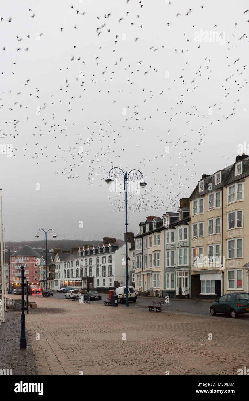 Aberystwyth, Ceredigion, Wales, Regno Unito 19 Febbraio 2018 UK Meteo: storni (Sturnus vulgaris) lasciando il loro pernottamento roost dalla parte inferiore di Aberystwyth pier su questo nebbioso giorno umido. Credito: Ian Jones/Alamy Live News Foto Stock