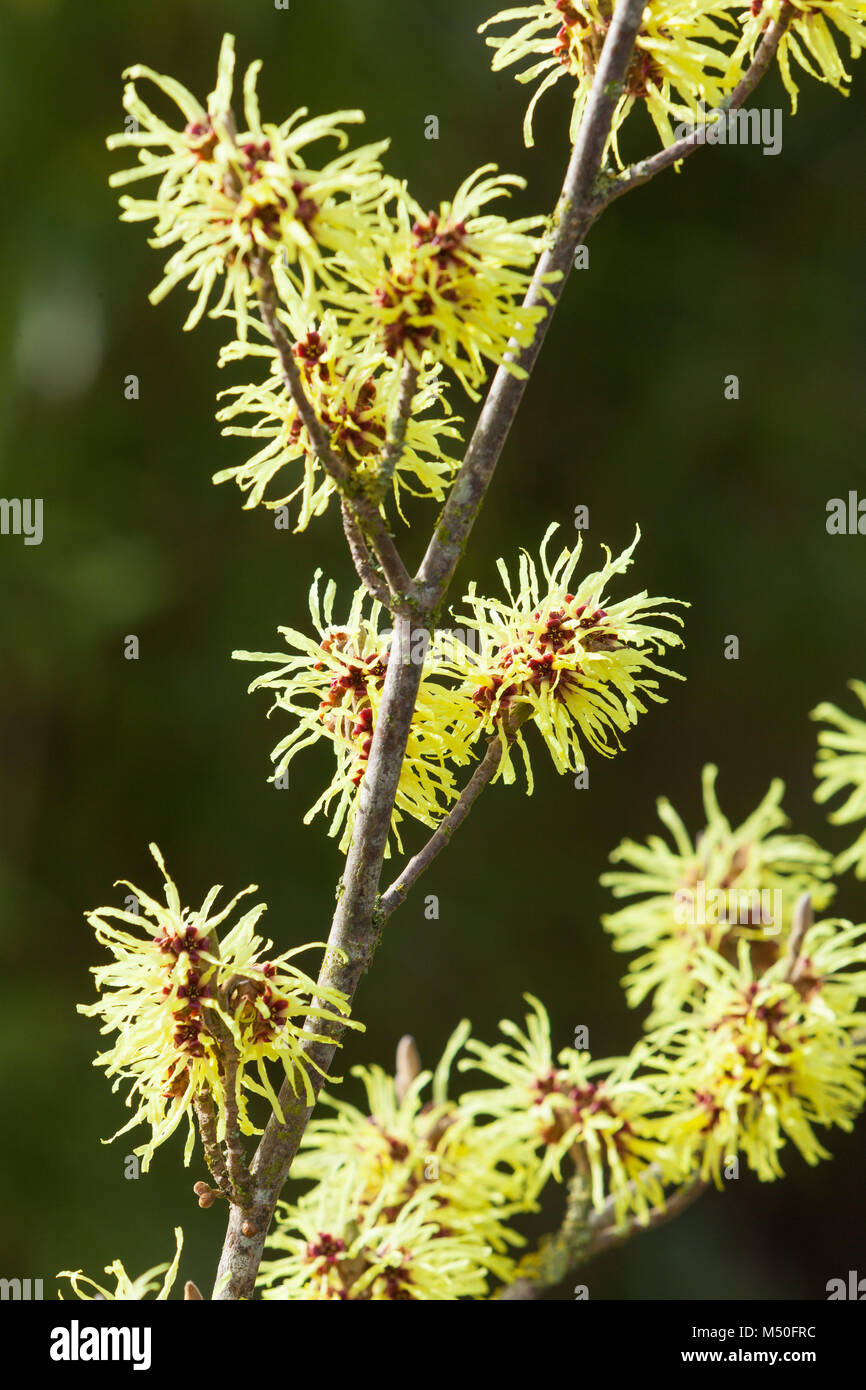 Hodsock Priory, Nottinghamshire, Regno Unito. Inverno, febbraio 2018. Foto Stock