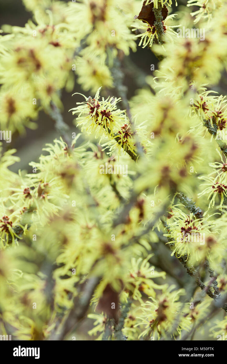 Hodsock Priory, Nottinghamshire, Regno Unito. Inverno, febbraio 2018. Foto Stock