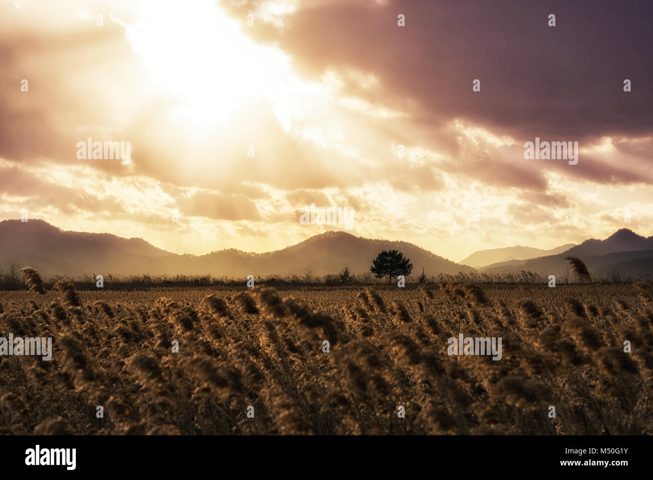 Suncheon zone umide Foto Stock