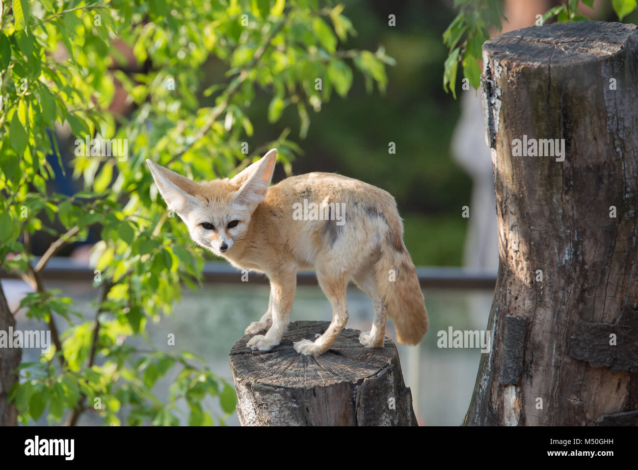 White Fennec fox o Desert fox con grande orecchio Foto Stock