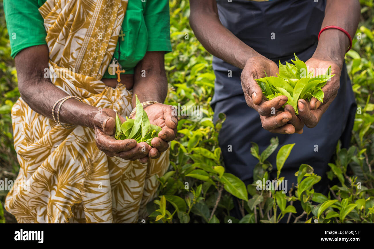 Raccoglitori di tè in Nuwara Eliya, Sri Lanka Foto Stock