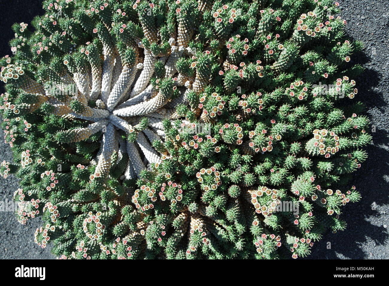 Fioritura succulenta la copertura del terreno Foto Stock