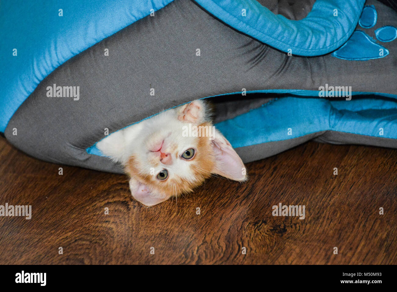 Un zenzero e white kitten capovolto mezzo fuori dell'entrata di una spianatura di casa cat Foto Stock