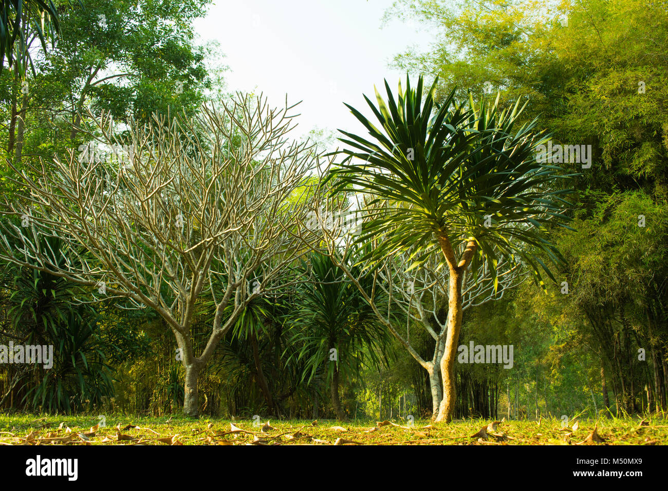 Dracaena loureiri albero e albero Frangipani nel garden resort nella campagna della Tailandia,a Phuruea Loei. Foto Stock