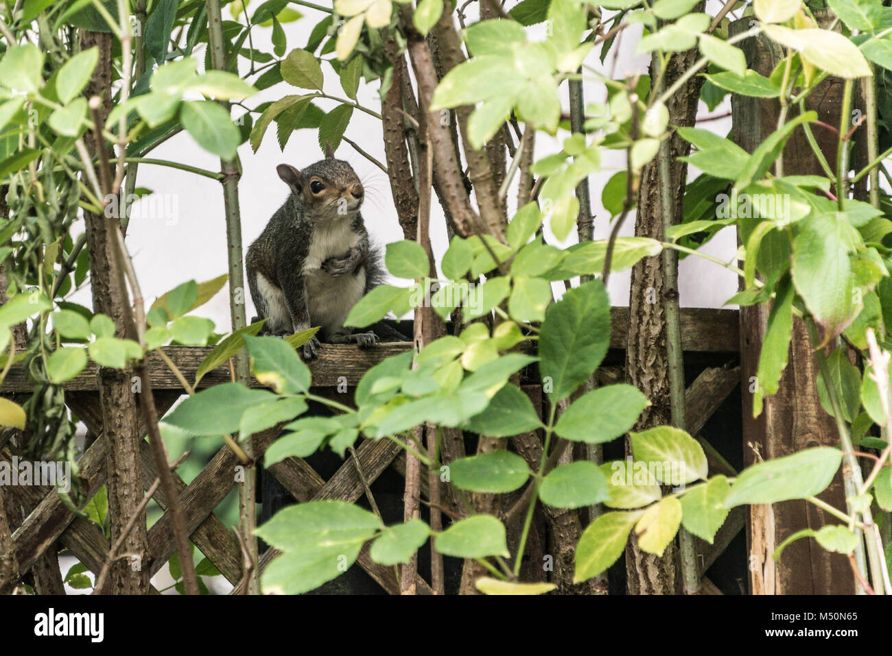 Un grigio scoiattolo (Sciurus carolinensis) seduto su un giardino recinto Foto Stock