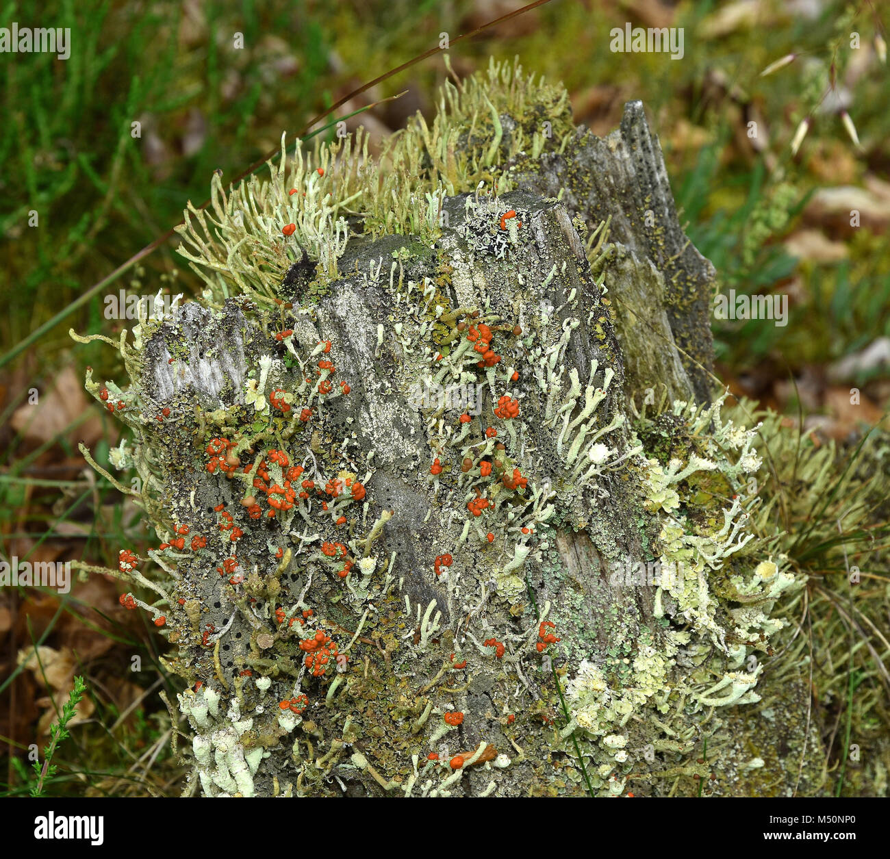 Il rossetto cladonia; cup lichen; Foto Stock