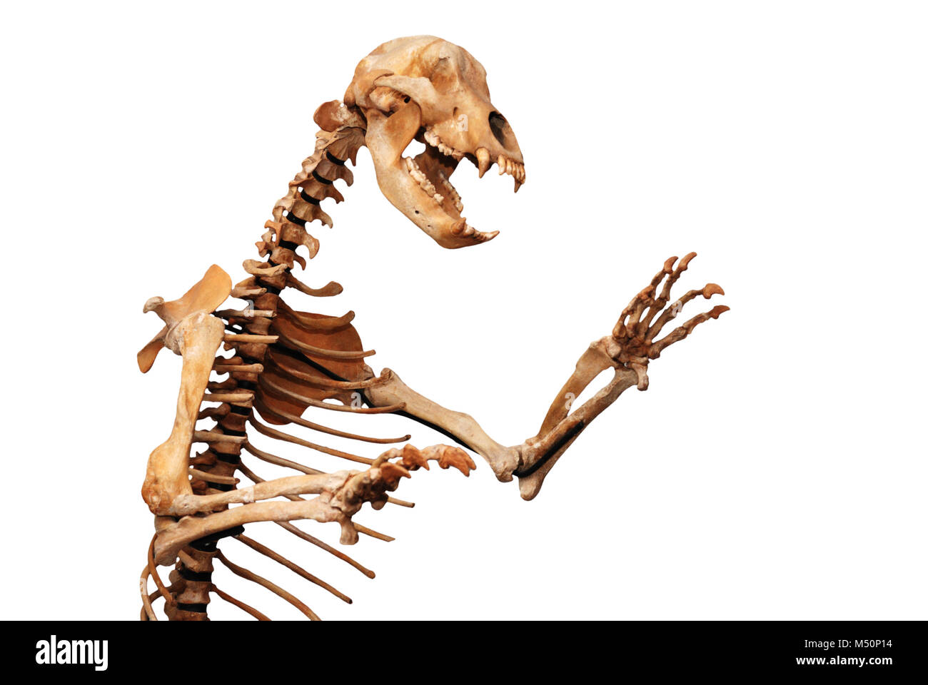 Scheletro di Ursus spelaeus Foto Stock