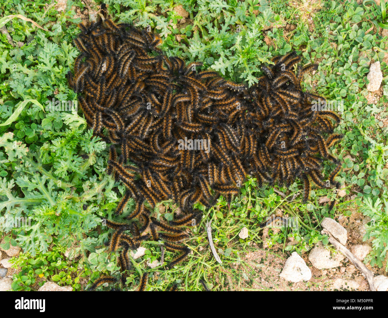 Sciame di Ocnogyna loewii bruchi di tarma della famiglia Arctiidae. Foto Stock