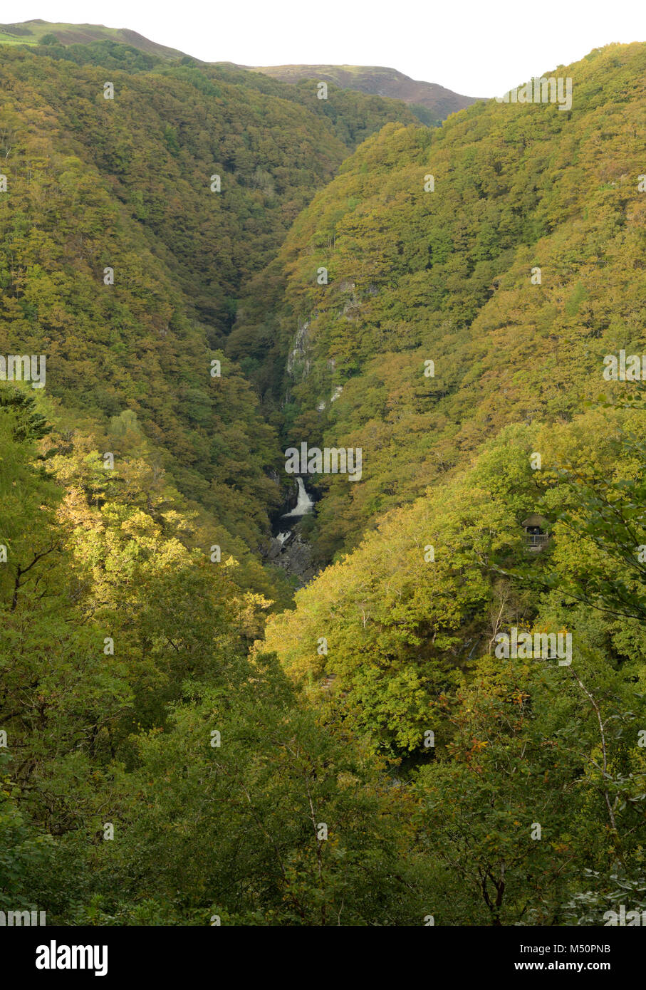 Gyfarllwyd cade sul fiume Rheidol, il bosco circostante e distanti montagne Cambriano Foto Stock