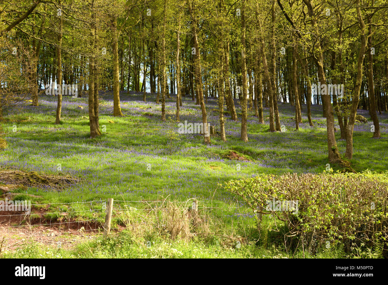 Bluebell, Hyacinthoides non scripta nel bosco Foto Stock