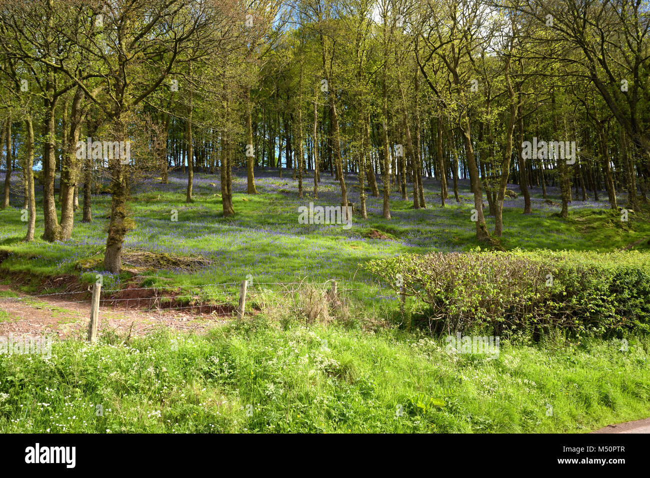Un Bluebell legno, Hyacinthoides non scripta Foto Stock