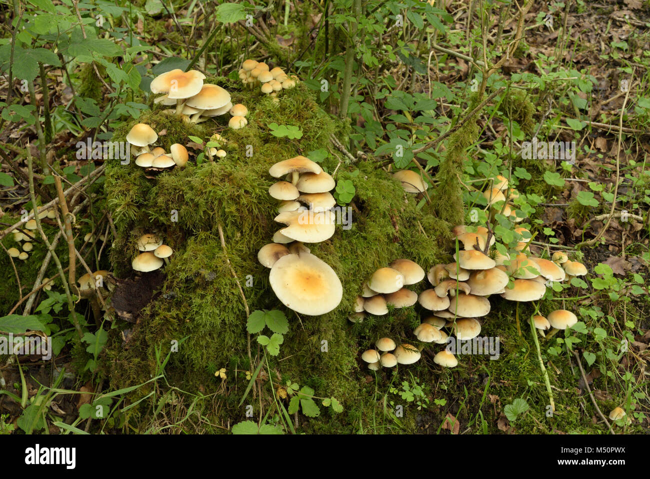 Ciuffo di zolfo, Hypholoma fasciculare Foto Stock