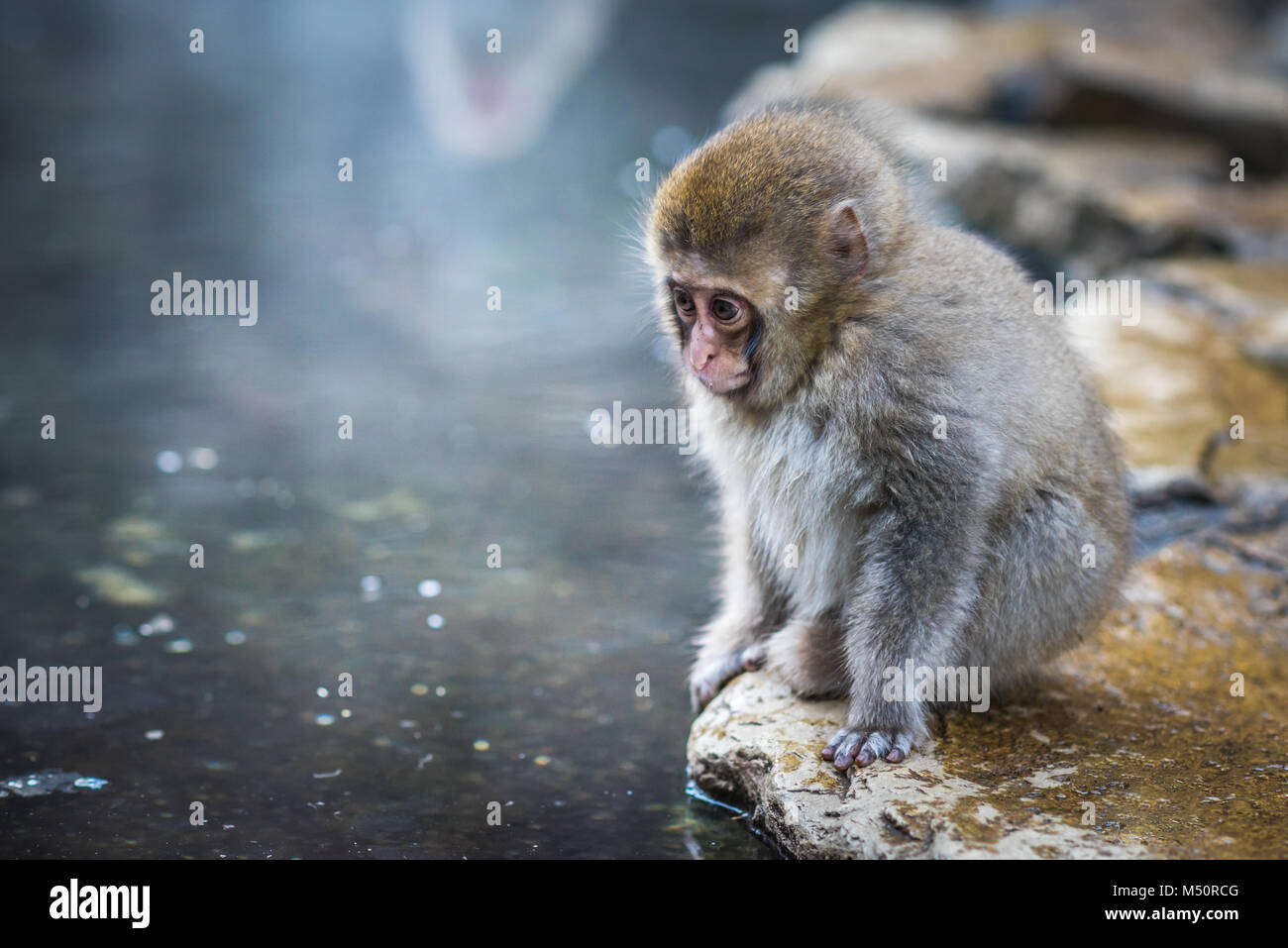 Neve o di scimmia macaco giapponese in primavera calda onsen Foto Stock