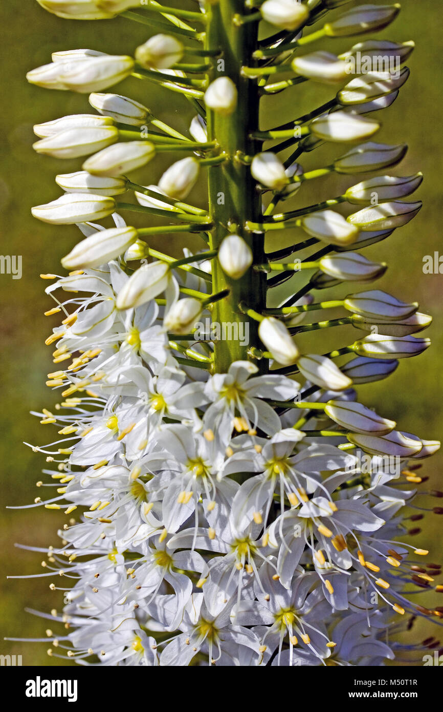 Steppa Eremerus candela Foto Stock