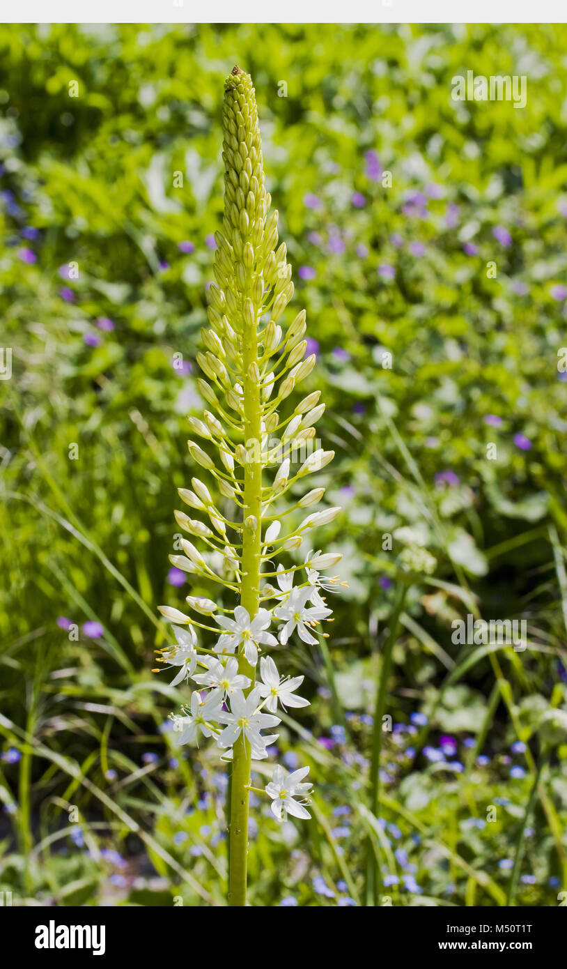 Steppa Eremerus candela Foto Stock