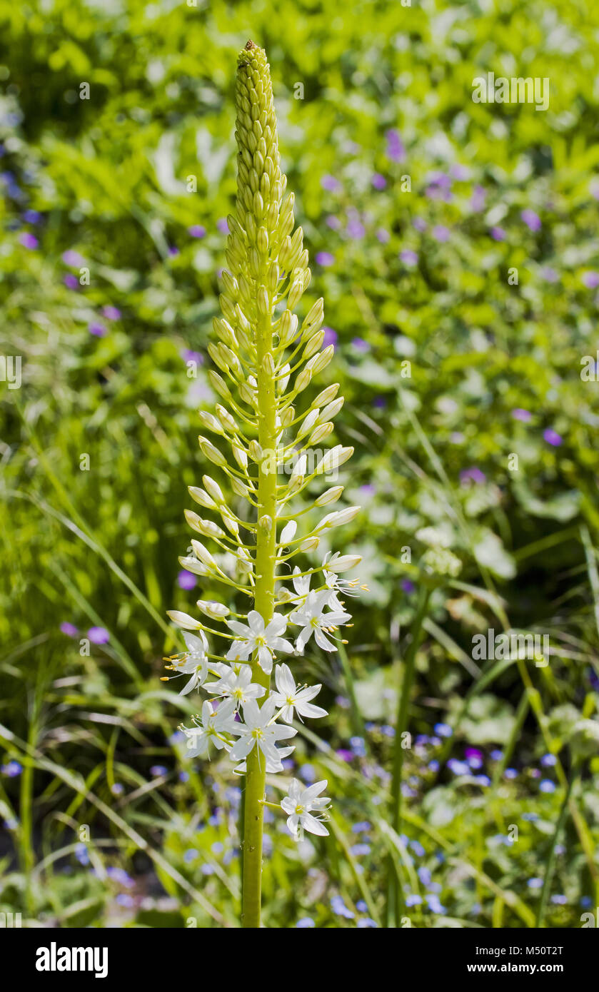 Steppa Eremerus candela Foto Stock