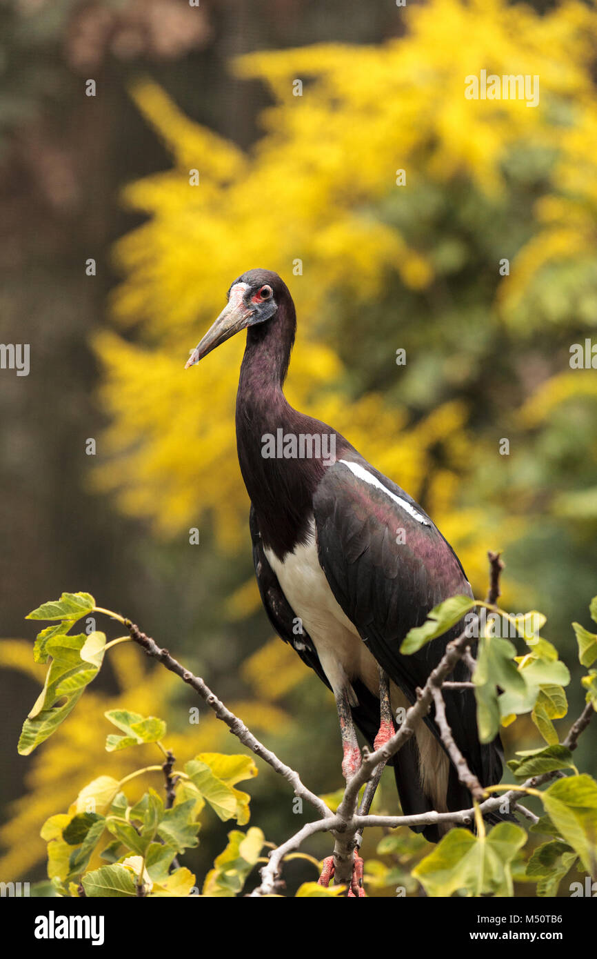 Bianco-cicogna panciuto chiamato anche Abdims Stork Ciconia abdimii Foto Stock