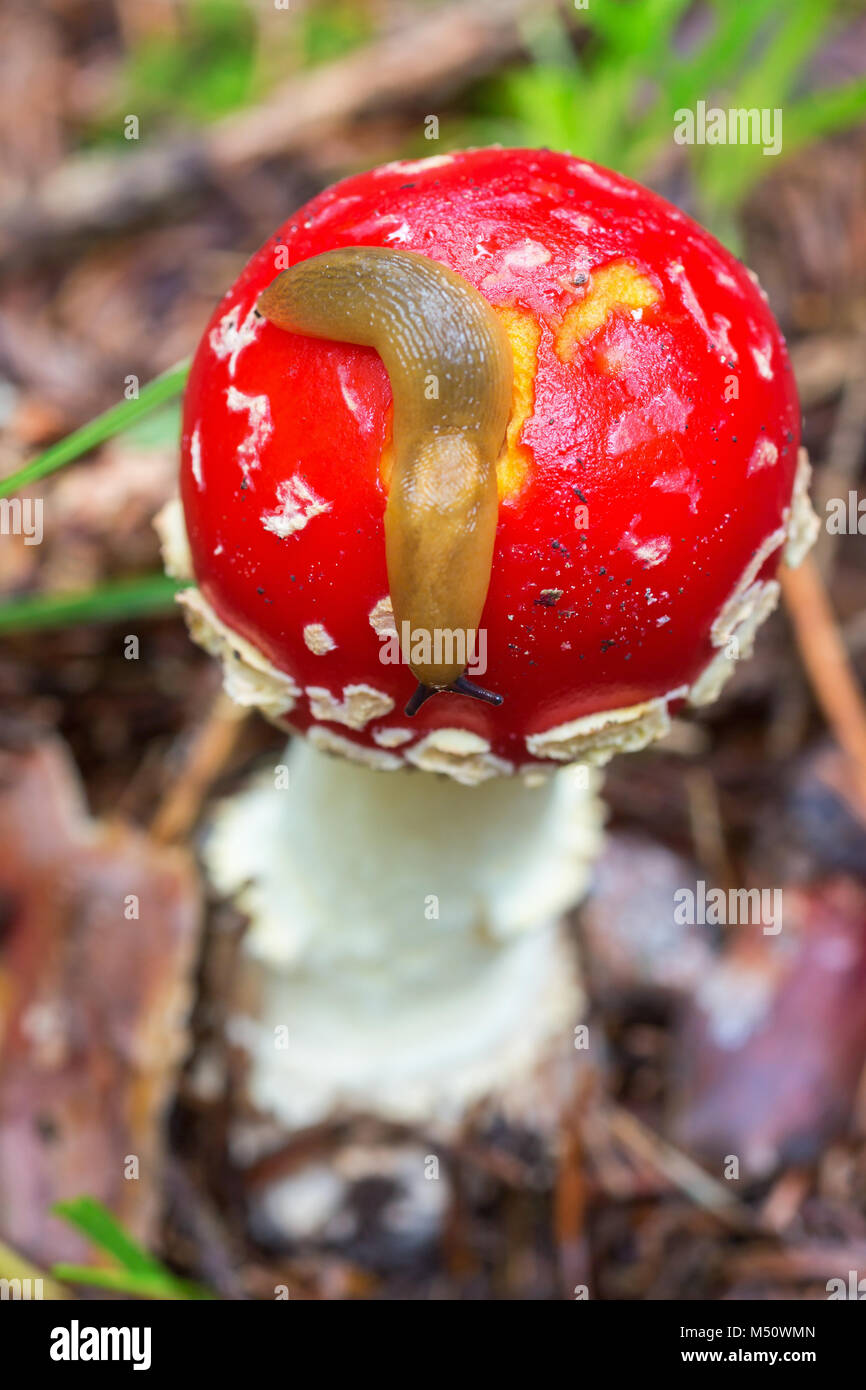 Slug strisciando su un toadstool nella foresta Foto Stock