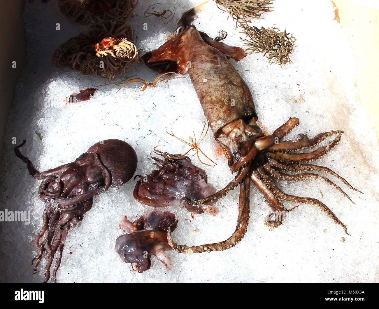Animali marini da un peschereccio islandese net Foto Stock